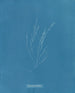 Élaionema villosum - Anna Atkins — vy av konstverket