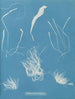 Enteromorpha compressa - Anna Atkins — vy av konstverket
