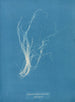 Enteromorpha compressa - Anna Atkins — vy av konstverket