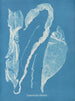 Enteromorpha intestinalis - Anna Atkins — vy av konstverket