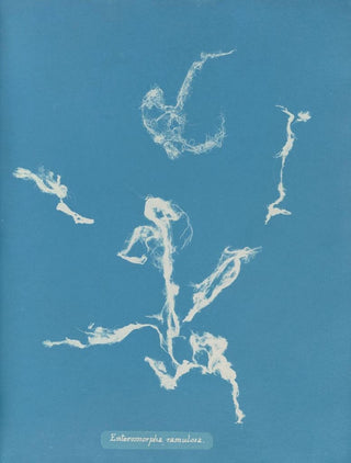Anna Atkins - Enteromorpha ramulosa.webp
