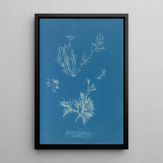 Anna Atkins - Exilaria crystallinum parasitic.webp