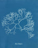 Fucus Machaii - Anna Atkins — vy av konstverket