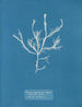 Fucus aruginosus Turner Mer Rouge Lissabon Ny i Storbritannien - Anna Atkins — vy av konstverket