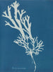Fucus ceranoïdes - Anna Atkins — vy av konstverket