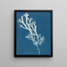 Fucus ceranoïdes - Anna Atkins — inramlat konstverk på väggen