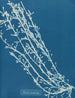 Fucus nodosus - Anna Atkins — vy av konstverket