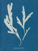 Lame de scie - Anna Atkins — vy av konstverket