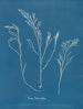 Bourdon tuberculeux - Anna Atkins — vy av konstverket