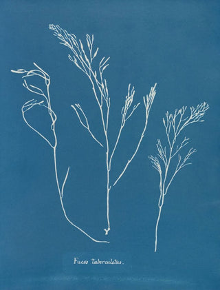 Anna Atkins - Fucus tuberculatus.webp