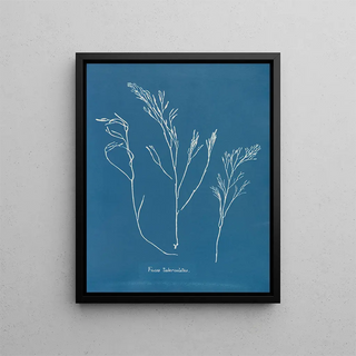 Anna Atkins - Fucus tuberculatus.webp