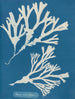Encre vésiculaire - Anna Atkins — vy av konstverket