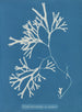 Fucus vesiculosus var. linéaire - Anna Atkins — vy av konstverket