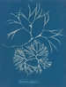 Furcellaria fastigiata - Anna Atkins — vy av konstverket