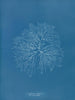 Gelideum corneum penné var. - Anna Atkins — vy av konstverket