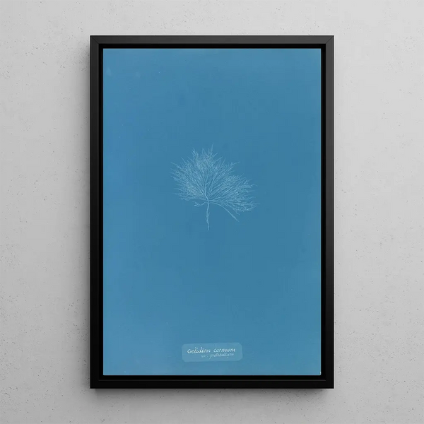 Anna Atkins - Gelideum corneum var pulchellum.webp