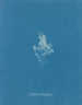 glaciärbrosk - Anna Atkins — vy av konstverket