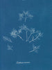 Gelures cornéennes - Anna Atkins — vy av konstverket