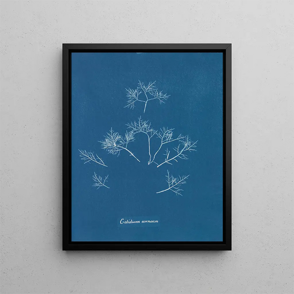 Anna Atkins - Gelidium corneum.webp