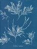 frost på näsan - Anna Atkins — vy av konstverket