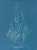 Gigartina acicularis - Anna Atkins — vy av konstverket
