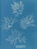 Gigartina acicularis med vackra frukter - Anna Atkins — vy av konstverket