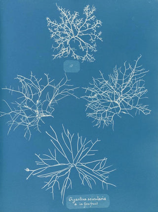 Anna Atkins - Gigartina acicularis a in fine fruit.webp