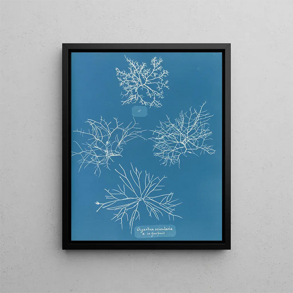 Anna Atkins - Gigartina acicularis a in fine fruit.webp