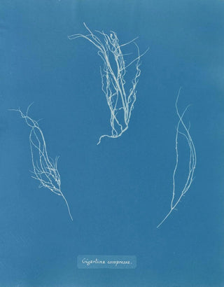 Anna Atkins - Gigartina compressa.webp