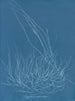 Gigartina confervoides - Anna Atkins — vy av konstverket