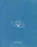 Gigartina erecta - Anna Atkins — vy av konstverket