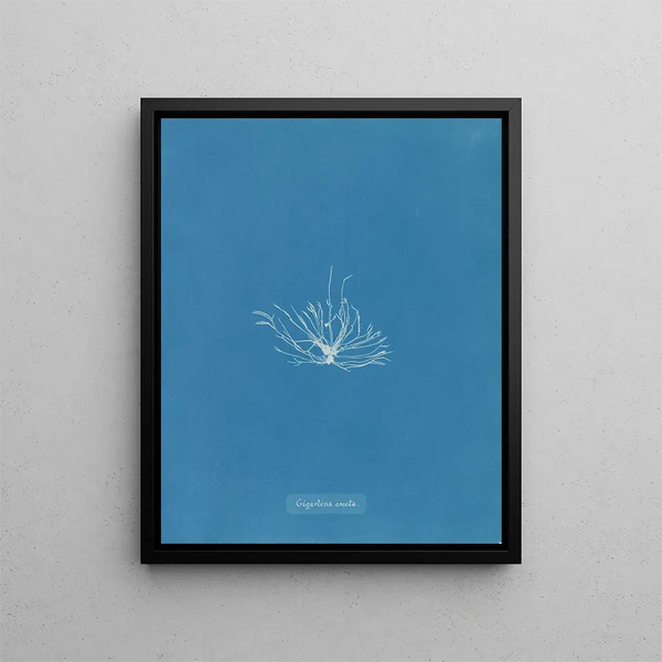 Anna Atkins - Gigartina erecta.webp