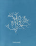 Gigartina pistillata - Anna Atkins — vy av konstverket