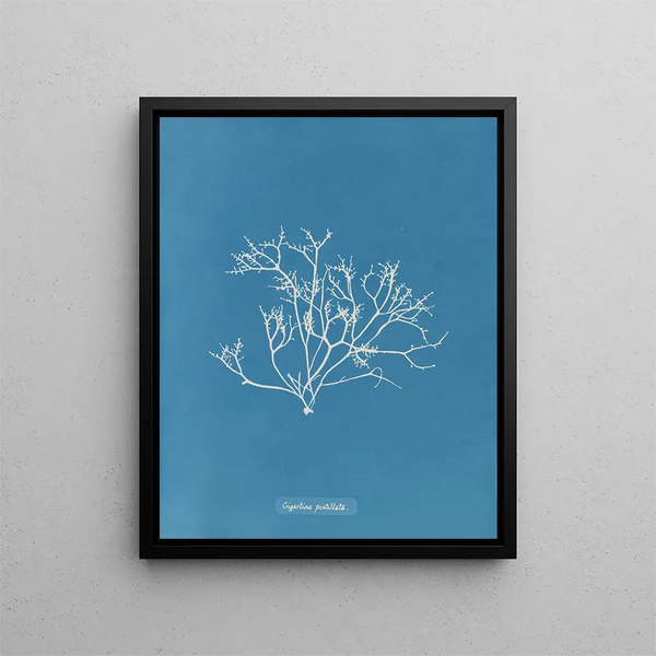 Anna Atkins - Gigartina pistillata.webp