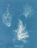 Gigartina pliée - Anna Atkins — vy av konstverket