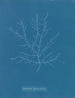 Gigartina purpurascens - Anna Atkins — vy av konstverket