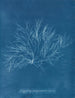 stor lila ros i frukt - Anna Atkins — vy av konstverket