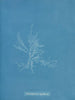 Gloiosiphonia capillaris - Anna Atkins — vy av konstverket