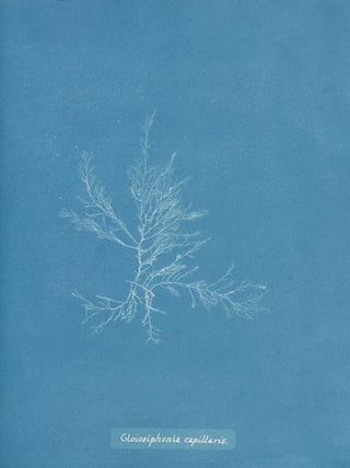 Anna Atkins - Gloiosiphonia capillaris.webp