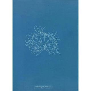 Anna Atkins - Grateloupia filicina.webp