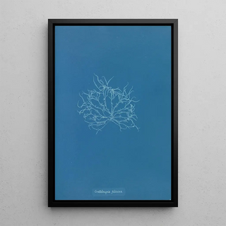 Anna Atkins - Grateloupia filicina.webp
