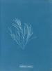 Griffithsia corallina - Anna Atkins — vy av konstverket