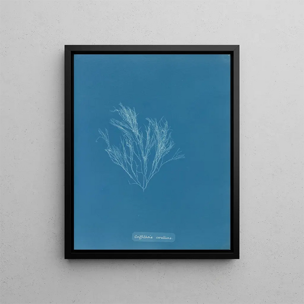 Anna Atkins - Griffithsia corallina.webp