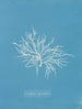 Griffithsia equisetifolia - Anna Atkins — vy av konstverket