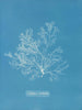 Griffithsia multifida - Anna Atkins — vy av konstverket