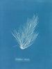 Griffithsia setacea - Anna Atkins — vy av konstverket
