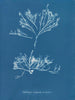 Halidrys siliquosa - Anna Atkins — vy av konstverket