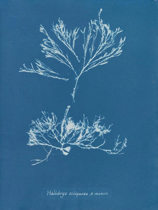 Anna Atkins - Halidrys siliquosa minor.webp