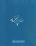 Halymenia furcellaria - Anna Atkins — vy av konstverket