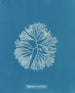 Halymenia furcellata - Anna Atkins — vy av konstverket